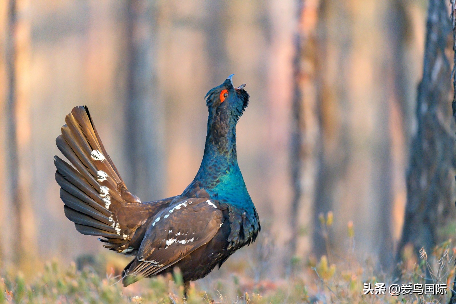 鸟类最好看的照片,100张绝美鸟类图片
