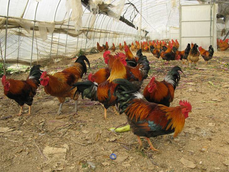 鸡霉菌毒素中毒怎么防治,蛋鸡霉菌毒素对鸡的危害有哪些