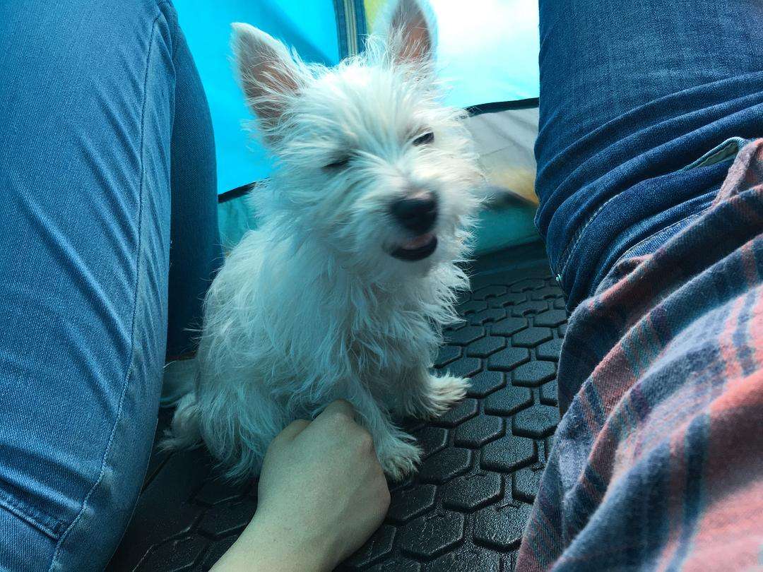 狗狗有3根胡须有什么说法 (狗狗胡子的功效和作用)