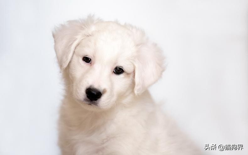 家里狗狗打架如何处理,家里的狗狗总是打架怎么办