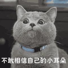 我们败了两款新型“猫*品毒**”孝敬主子，你猜哪种比较受猫欢迎？