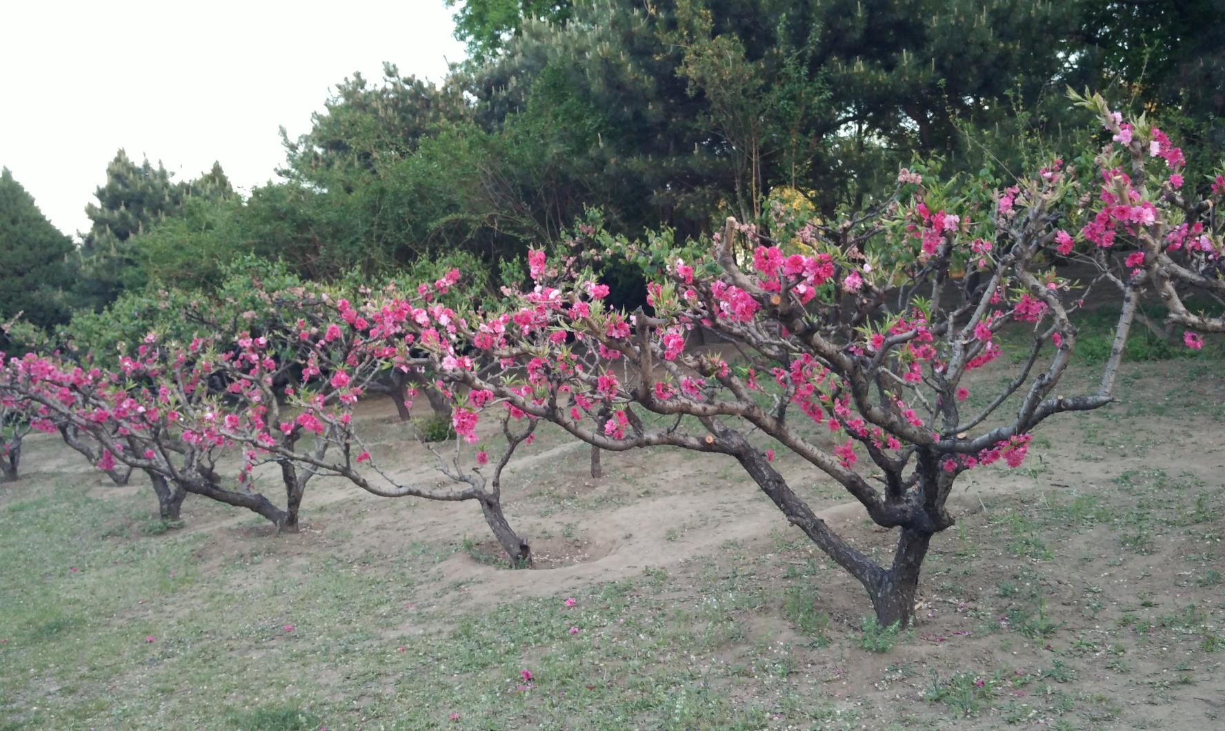 北京朝阳公园,北京四环以里最大的公园,有多种游乐项目