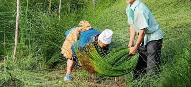 最合理的榻榻米,榻榻米的基本知识