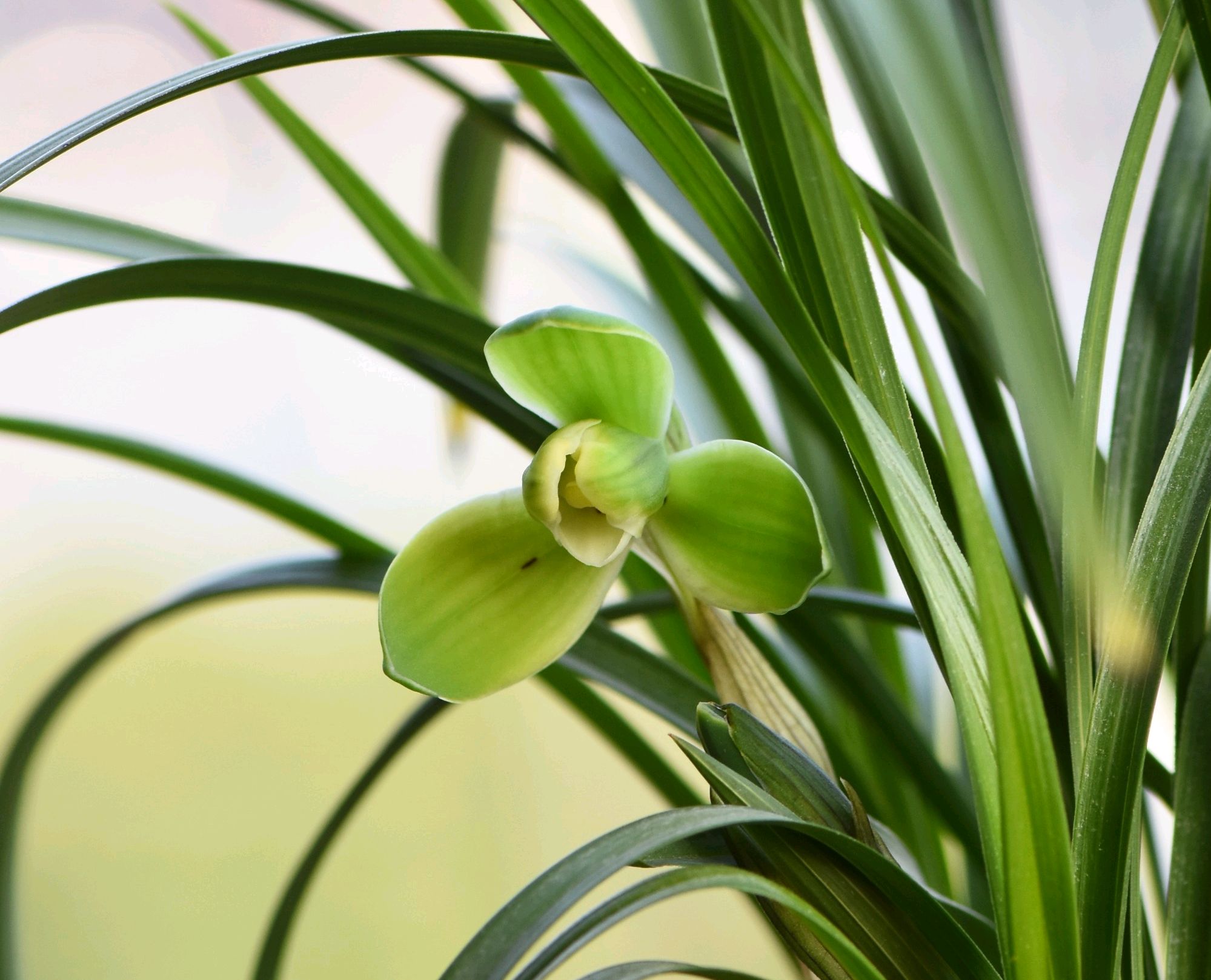 春兰宋梅怎么养才容易开花呢,春兰宋梅养护方法及注意事项