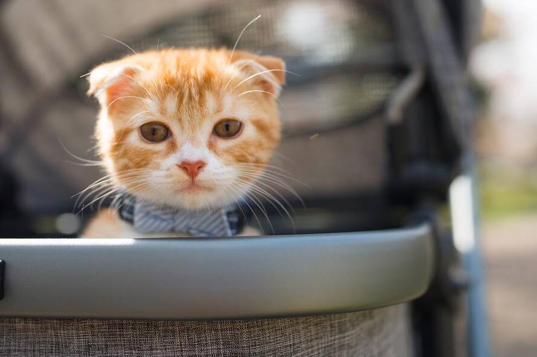 猫咪肚子有毛滴虫怎么引起的,猫咪有三胎毛滴虫