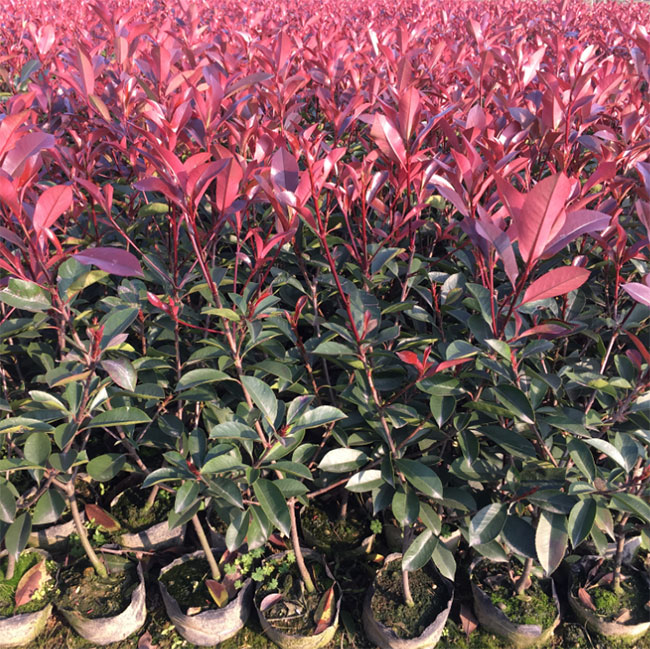 红叶石楠球怎么修剪,红叶石楠球的冬季修剪方法