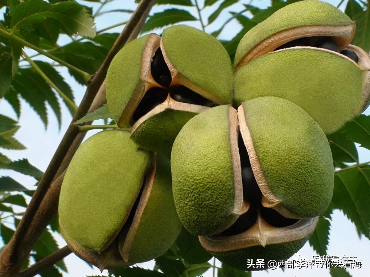 李萍文字：康乐木瓜