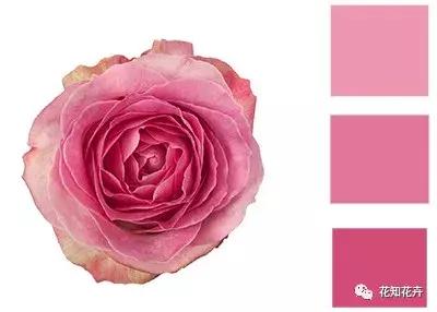 中国玫瑰大家族——雪山玫瑰详解（二）