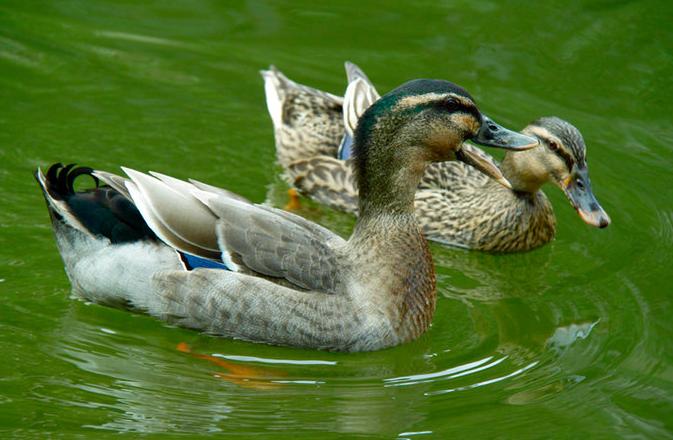 养殖鸭子怎么做才好吃,养殖鸭子技巧
