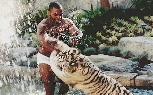 胡歌养的5只什么猫,胡歌的宠物猫