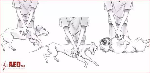 狗狗常见的意外事故及急救方法,狗狗意外伤人怎么治疗