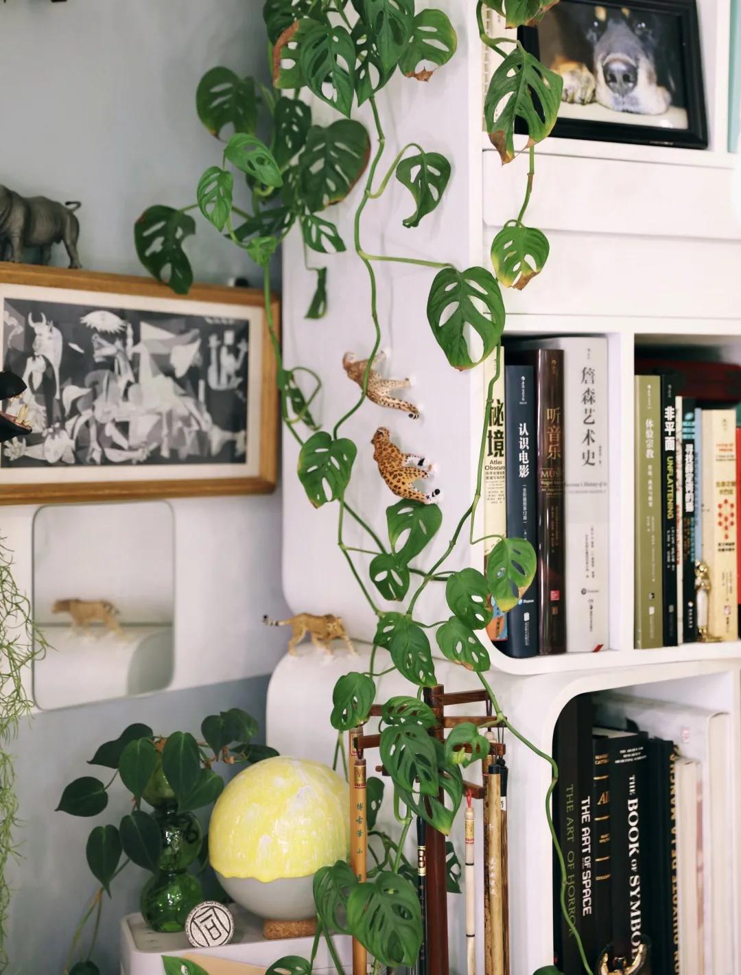 没花园怎么种花？从东北到广东，4位大神在室内种出植物园，绝美