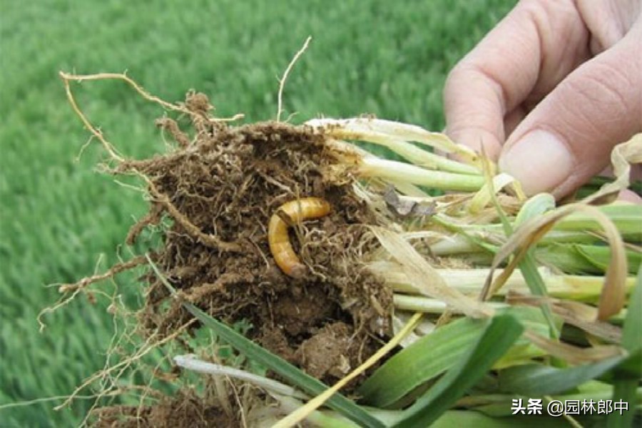 杀地下害虫药效最持久的,防治地下害虫最好方法