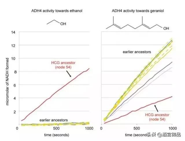 没有酒，我们还是树上的猴子