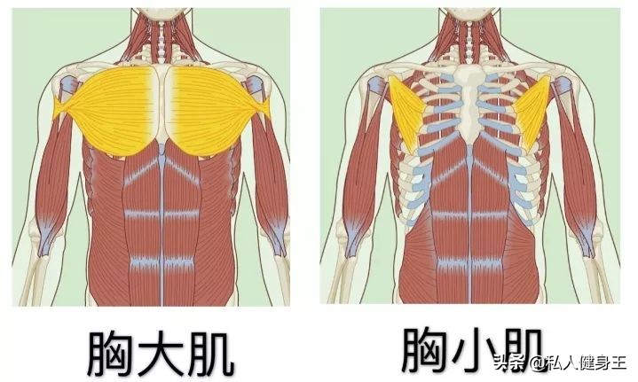 左边圆形胸肌右边方形胸肌,初学者胸肌锻炼方法图解