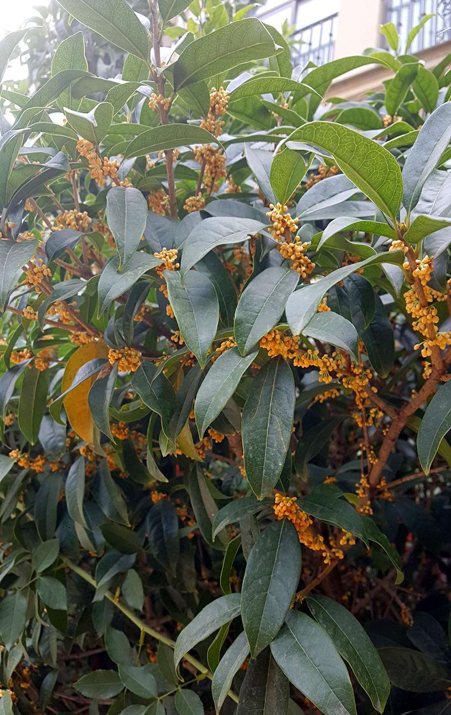 思念果岭悦洋房,思念果岭鹳雀楼