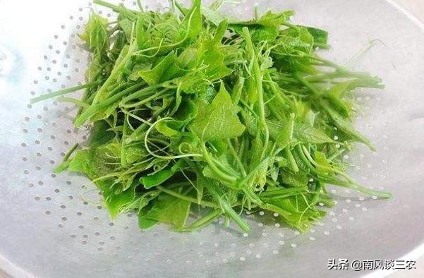 种植一次连年收获的蔬菜,种植什么蔬菜一年收益十万元