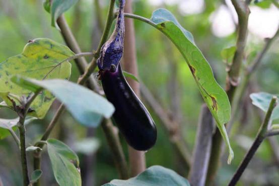 茄子灰霉病三天打一次药行吗,茄子枯萎病属于什么病害