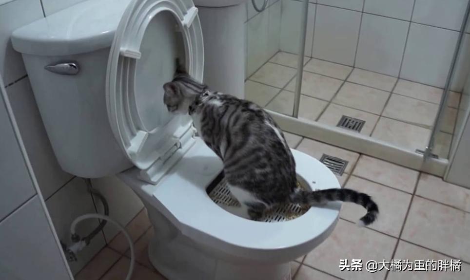 主人清理猫砂盆时,猫咪为什么喜欢在旁边看着?原来有这6个原因