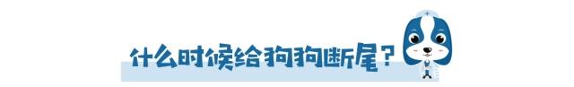 为什么狗狗没尾巴,为什么狗狗会断尾