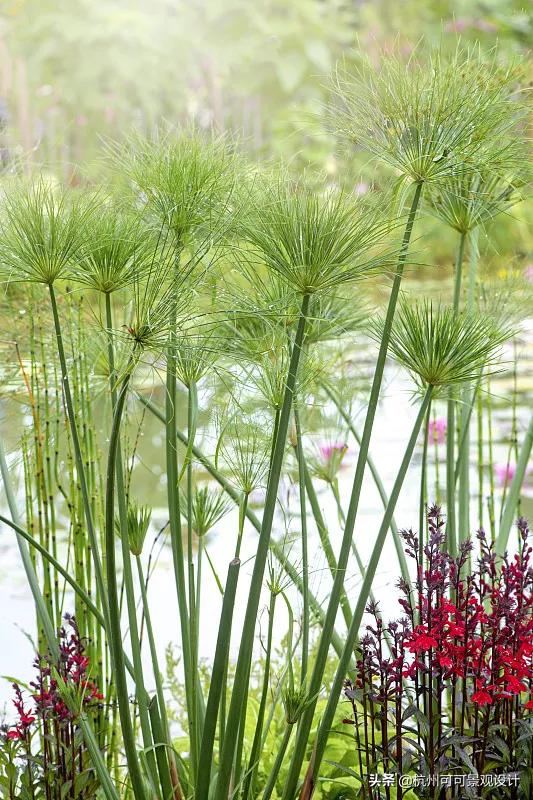 庭院长方形水池水景流水造景,庭院花池种植设计效果图