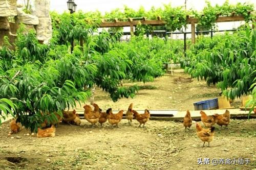 散养土鸡的利润与成本真实,散养土鸡下蛋利润多少