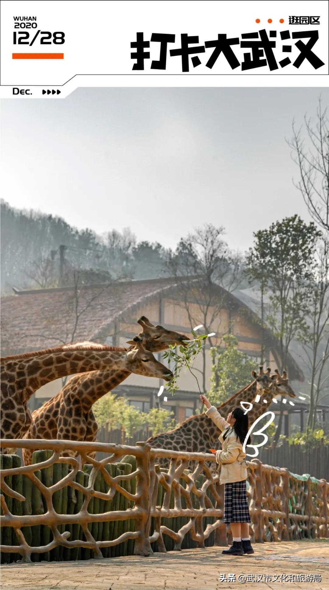 武汉野生动物王国怎么预约,武汉野生动物王国免门票