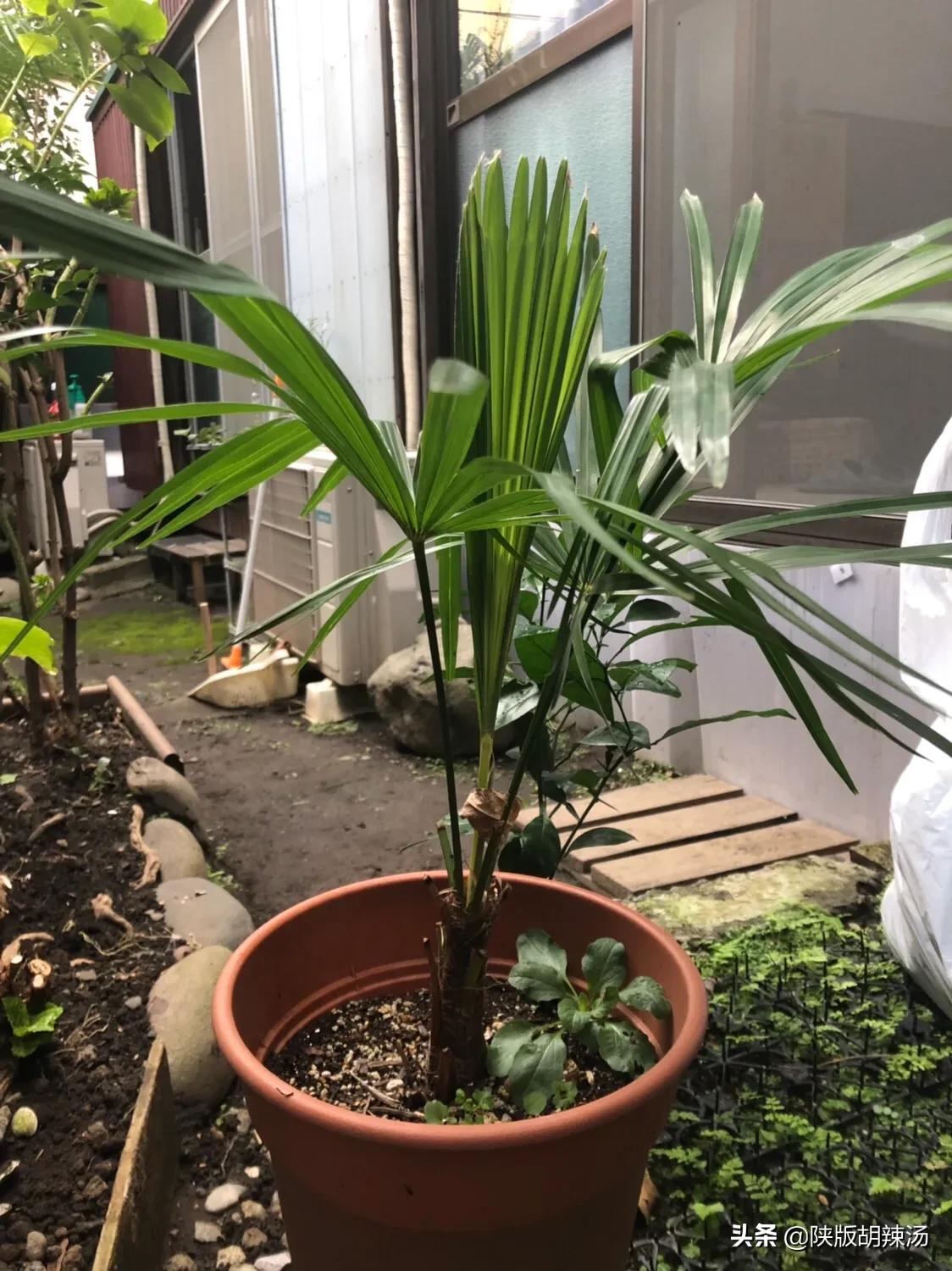 一树桔子被别人摘完了,一树桔