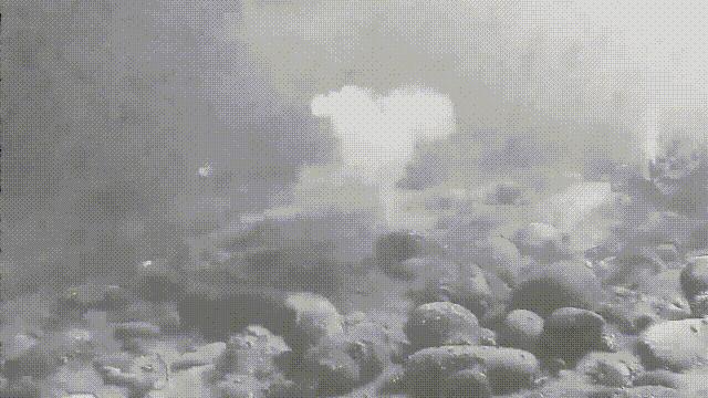 蛏子与小人蚬的区别,贻贝蛤蜊有什么区别