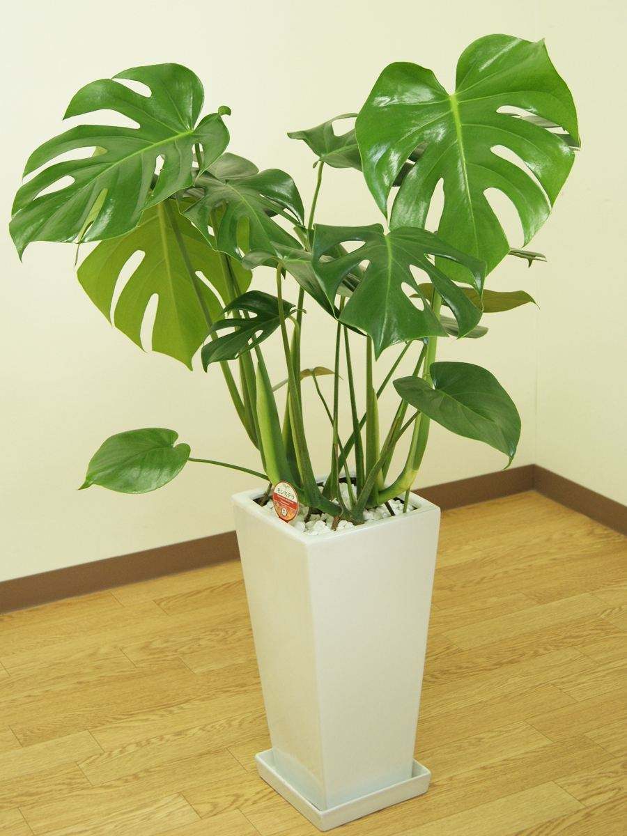 龟背竹叶子发黄和斑点,龟背竹叶子发黑不长咋回事