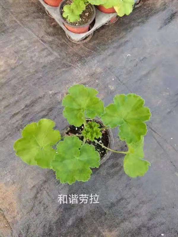 阳台天竺葵容易爆花品种,天竺葵最能开花的品种