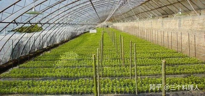 灞变笢鐨勮敩鑿滅粰鍝噷渚涚粰,灞变笢鐨勮敩鑿滈兘渚涘摢閲屼簡