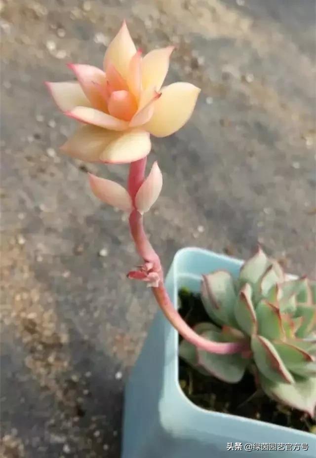 多肉开花怎么办呢,多肉开花的原因和解决方法