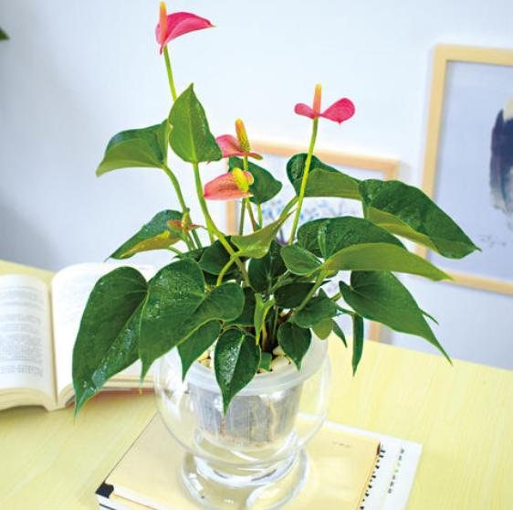 背阴的室内适合种什么,客厅朝阴适合养什么