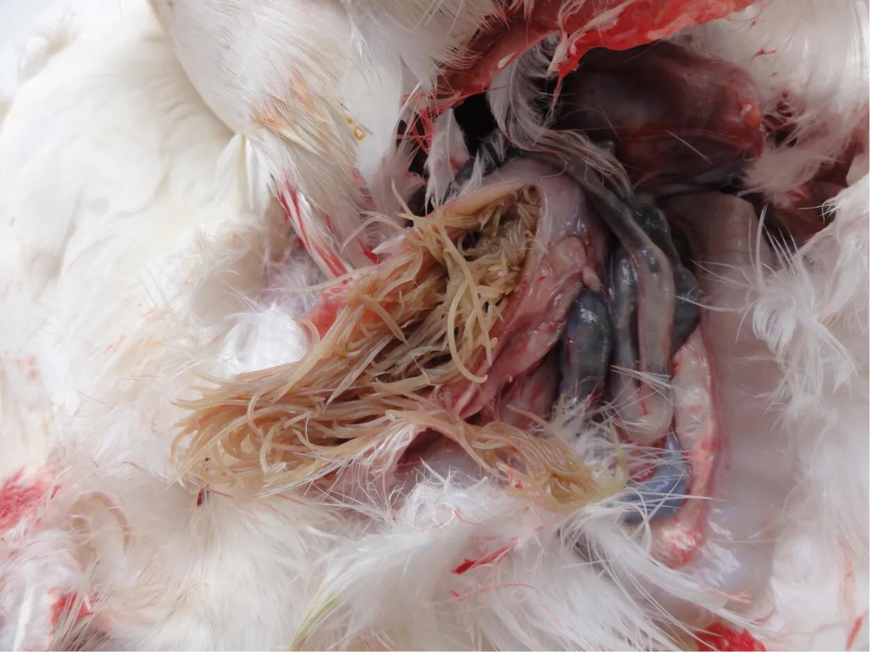 信鸽病防治,信鸽疾病的预防常识