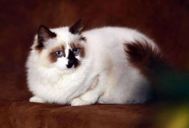 猫咪流产在家要怎么处理,什么原因会导致猫咪流产