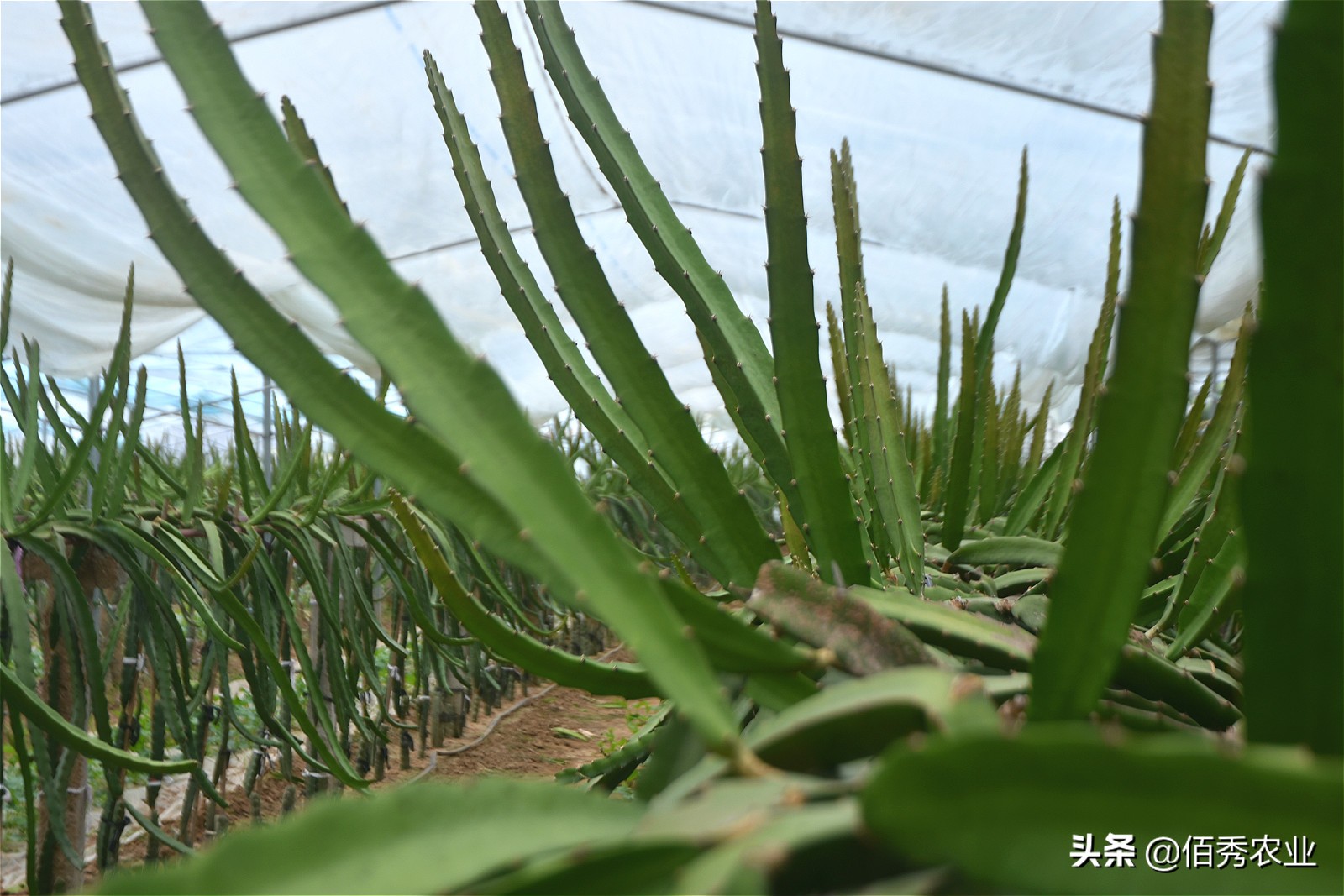 农村大棚种植水果,农村水果大棚种植