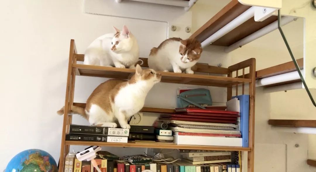 如何给猫咪做驱虫,如何给猫咪做正确的驱虫