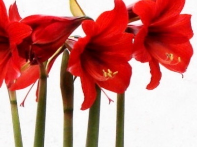 大头兰怎么养才能更旺盛,大头兰怎么养成的