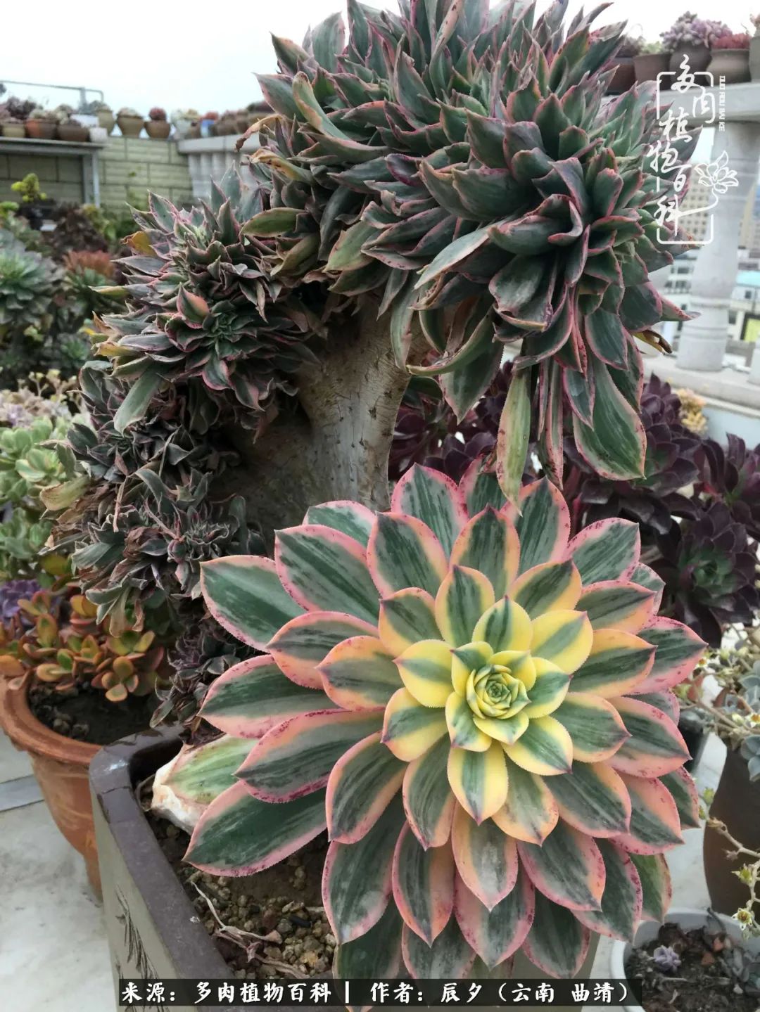 缂辩换鏃栨棊钁宠暏鐢熼,缂辩换鏃栨棊钁宠暏鐢熼鍑哄