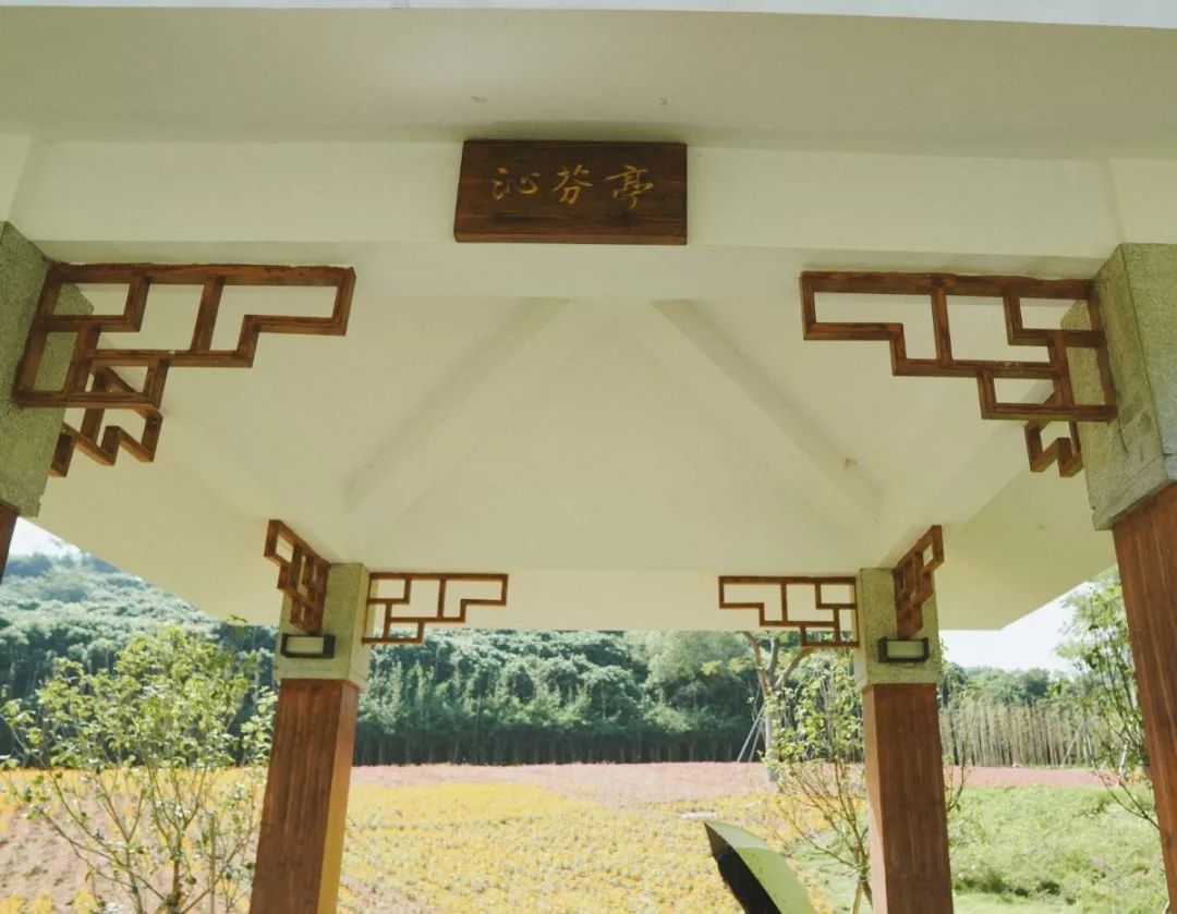 人少还免门票！深圳这片5000000㎡新公园美翻了，“神仙花谷”