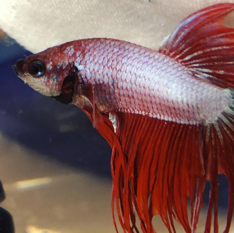 外国女子救下崩溃男子,外国女生救斗鱼