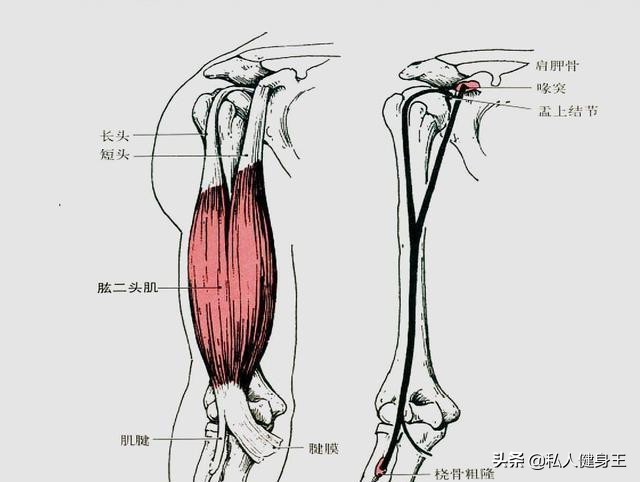 如何练出饱满的肱二头,肱二头肌撑爆袖口