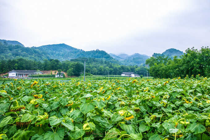 四川古蜀寻芳之幻梦朝天游玩攻略,都江堰古蜀寻芳
