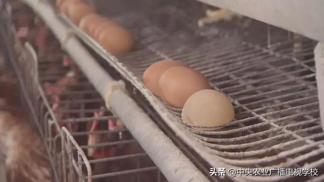 母鸡下软壳蛋吃什么改善,母鸡下软壳蛋怎么补救