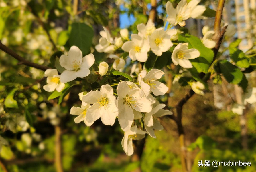 冉冉升起的明星们,哈尔滨金源蓝城效果图