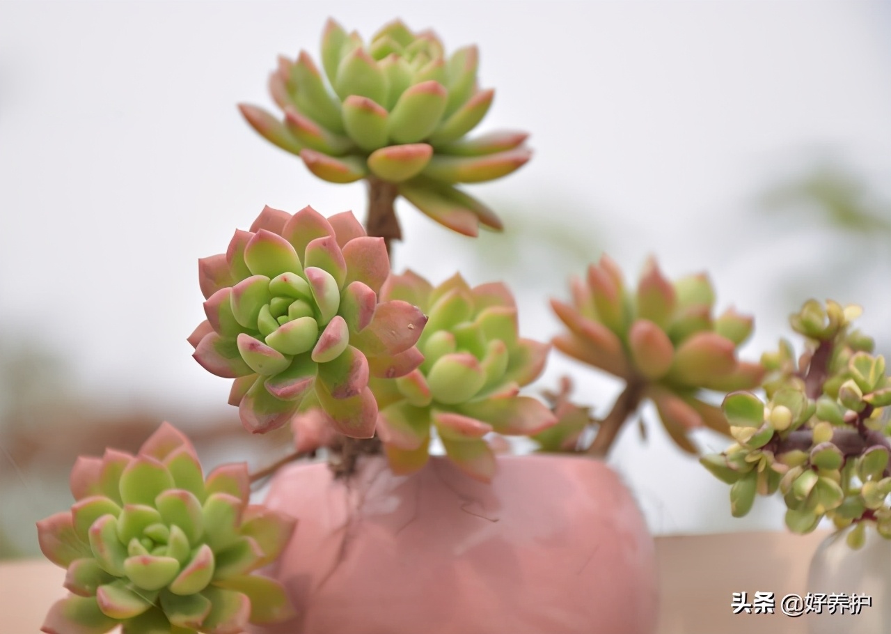 多肉植物陡长怎么办？三招搞定