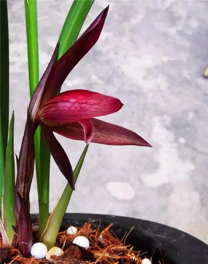 四川下山的一颗兰花，花瓣内外血红色，在各大兰展上获奖无数