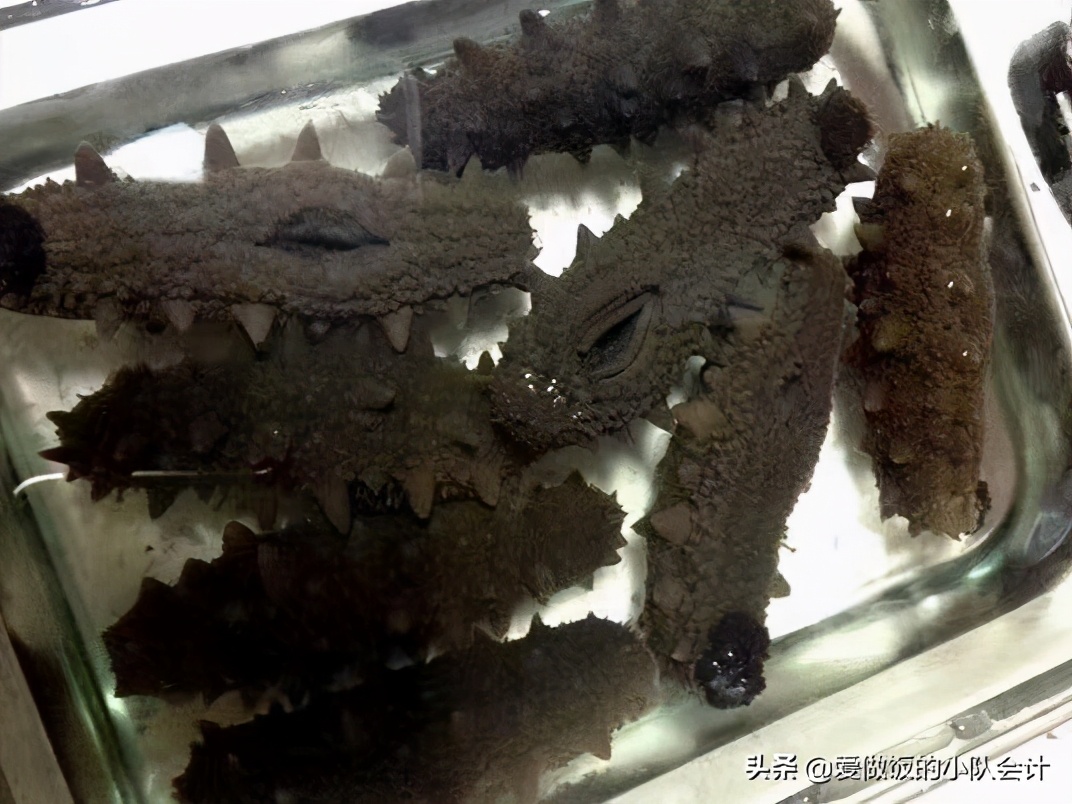 海参怎样发又快又好,海水海参怎么发