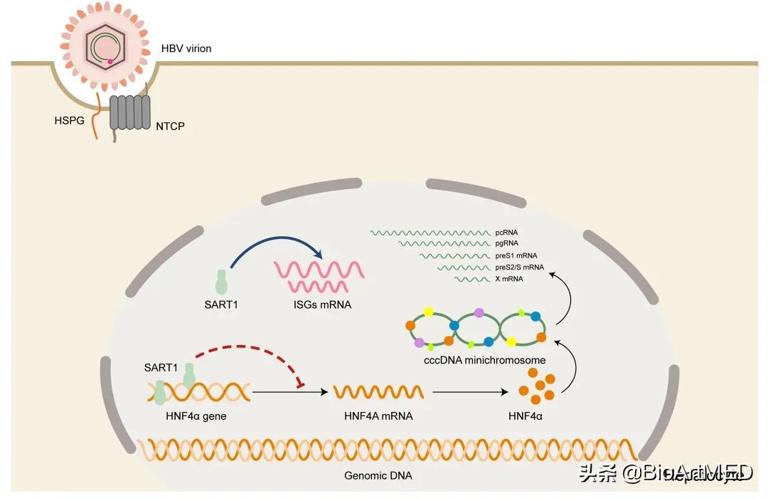 乙肝病毒感染的免疫学机制是什么,病毒科学领域实验